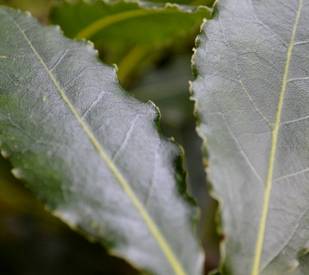 Planten verhuur